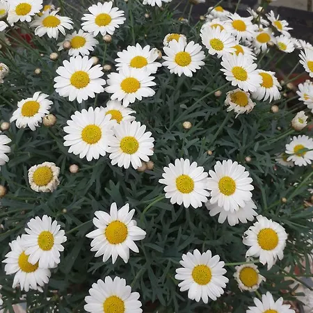 Ca'pelitti